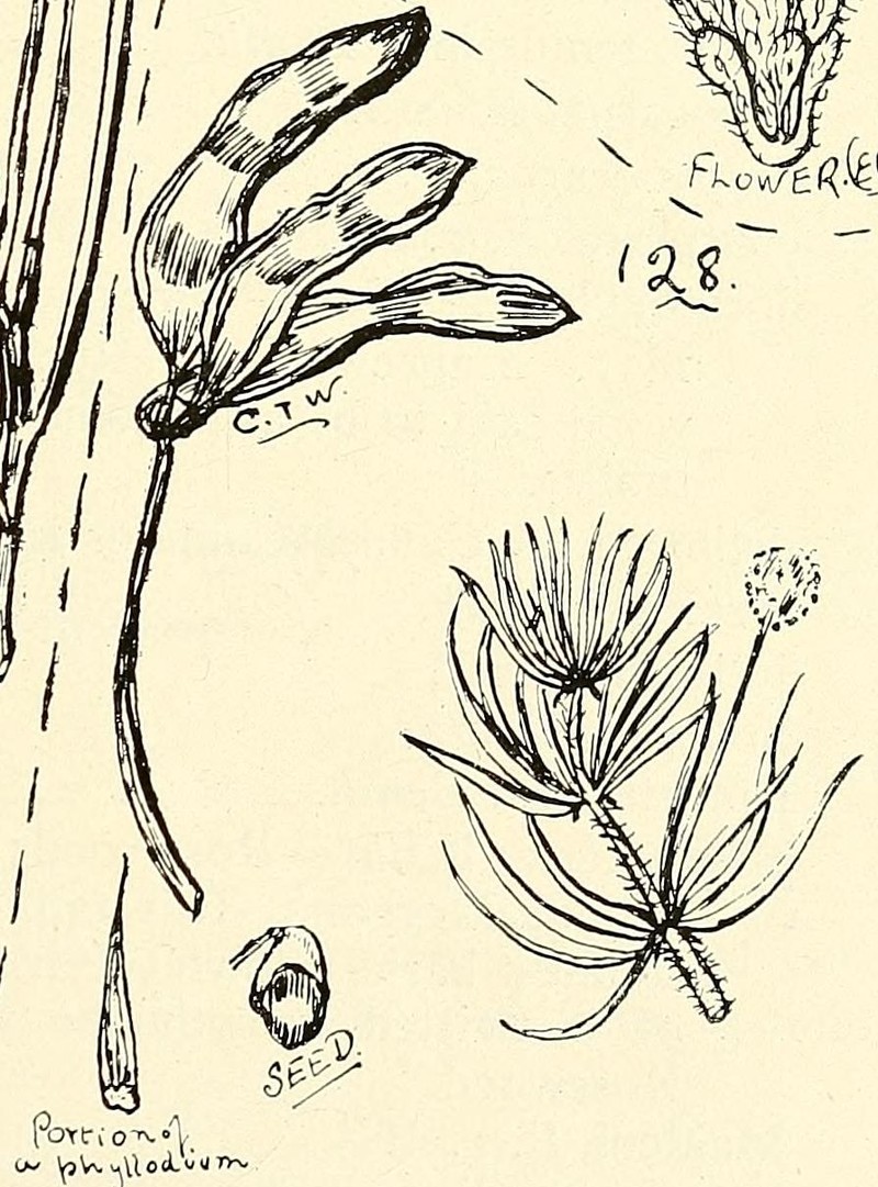 Acacia hippuroides