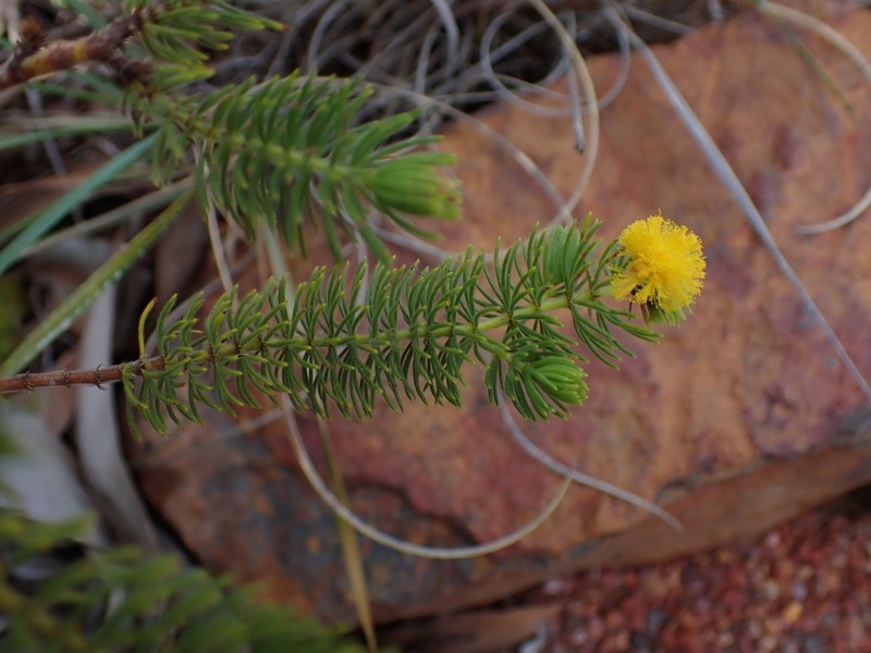 Acacia hippuroides photo 2