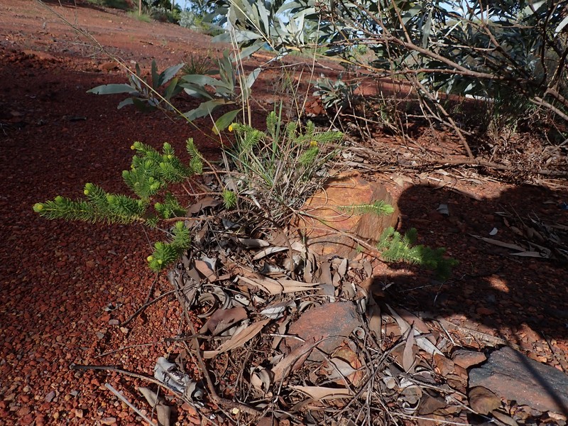 Acacia hippuroides photo 4