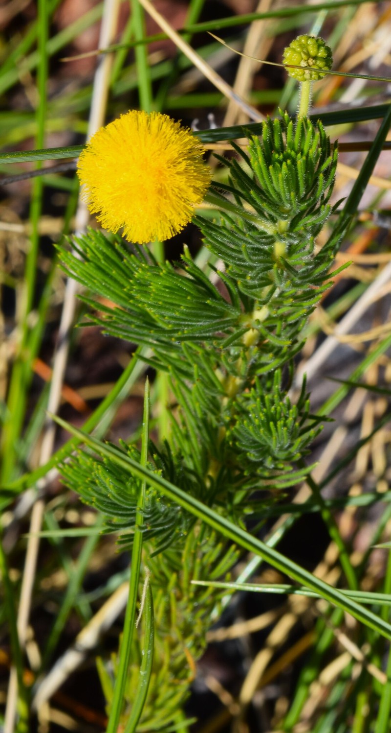 Acacia hippuroides photo 5
