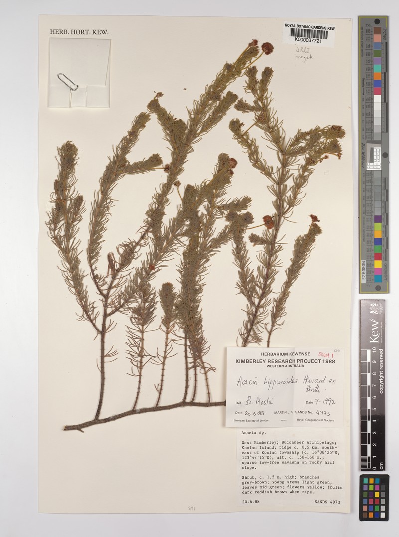 Acacia hippuroides photo 6