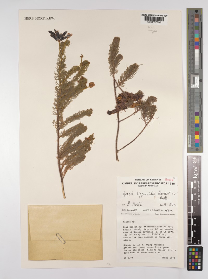 Acacia hippuroides photo 7