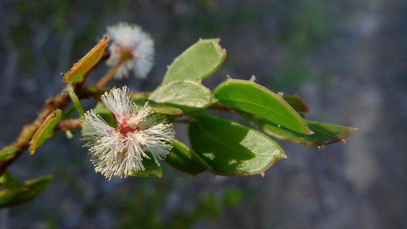 Acacia hispidula photo 2