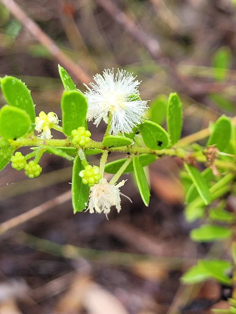Acacia hispidula photo 3