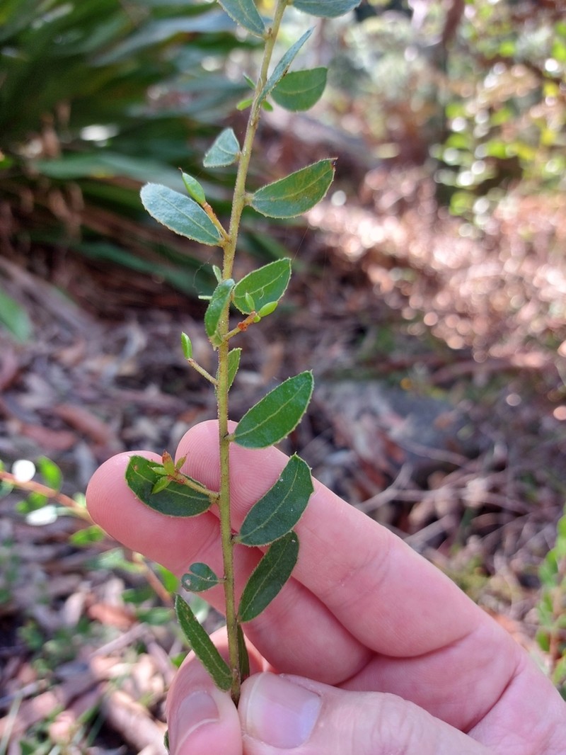 Acacia hispidula photo 4