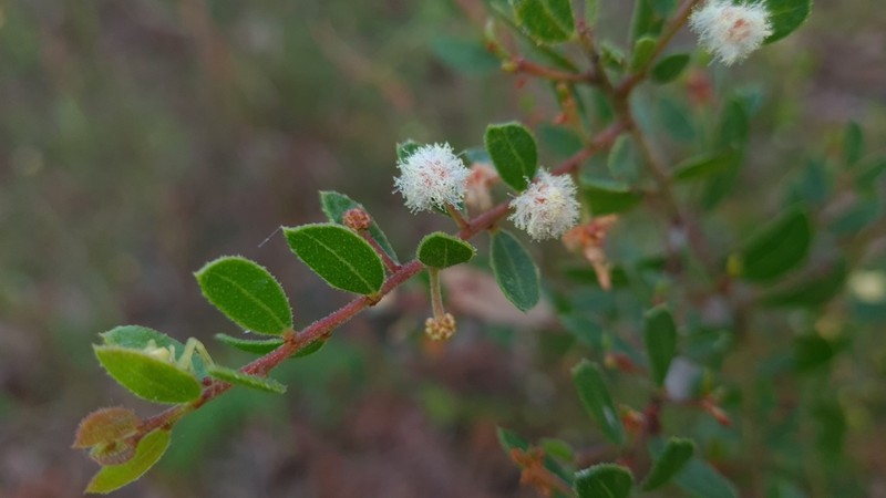 Acacia hispidula photo 5