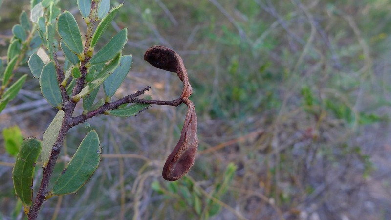 Acacia hispidula photo 6