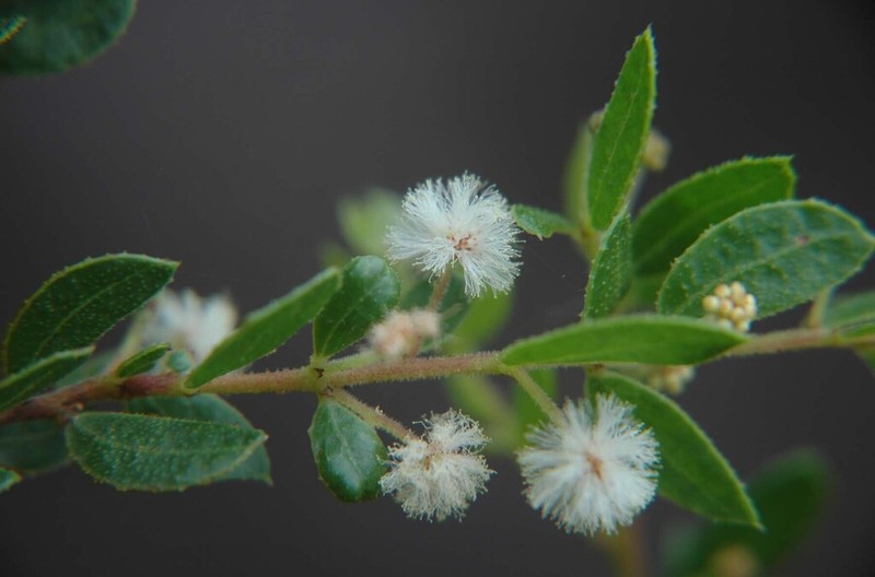 Acacia hispidula photo 7