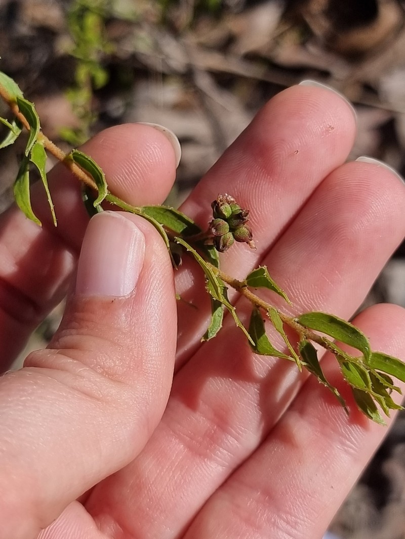 Acacia hispidula photo 8