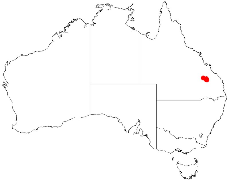 Acacia hockingsii