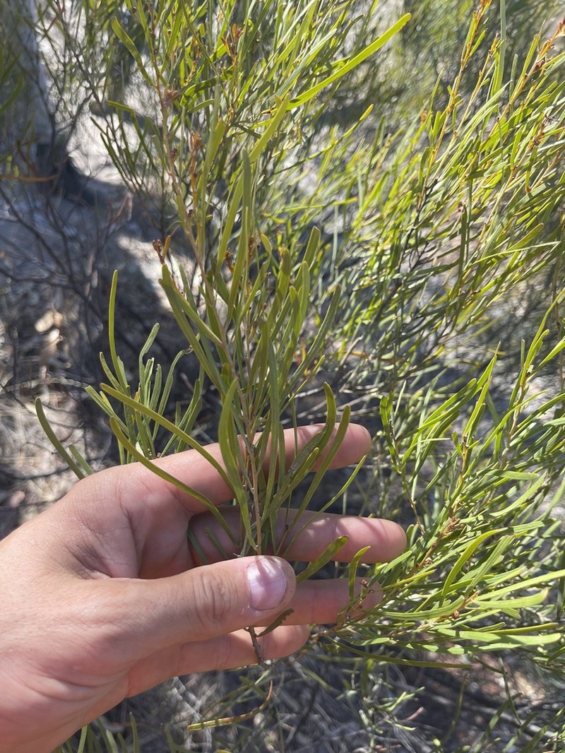 Acacia hockingsii photo 2