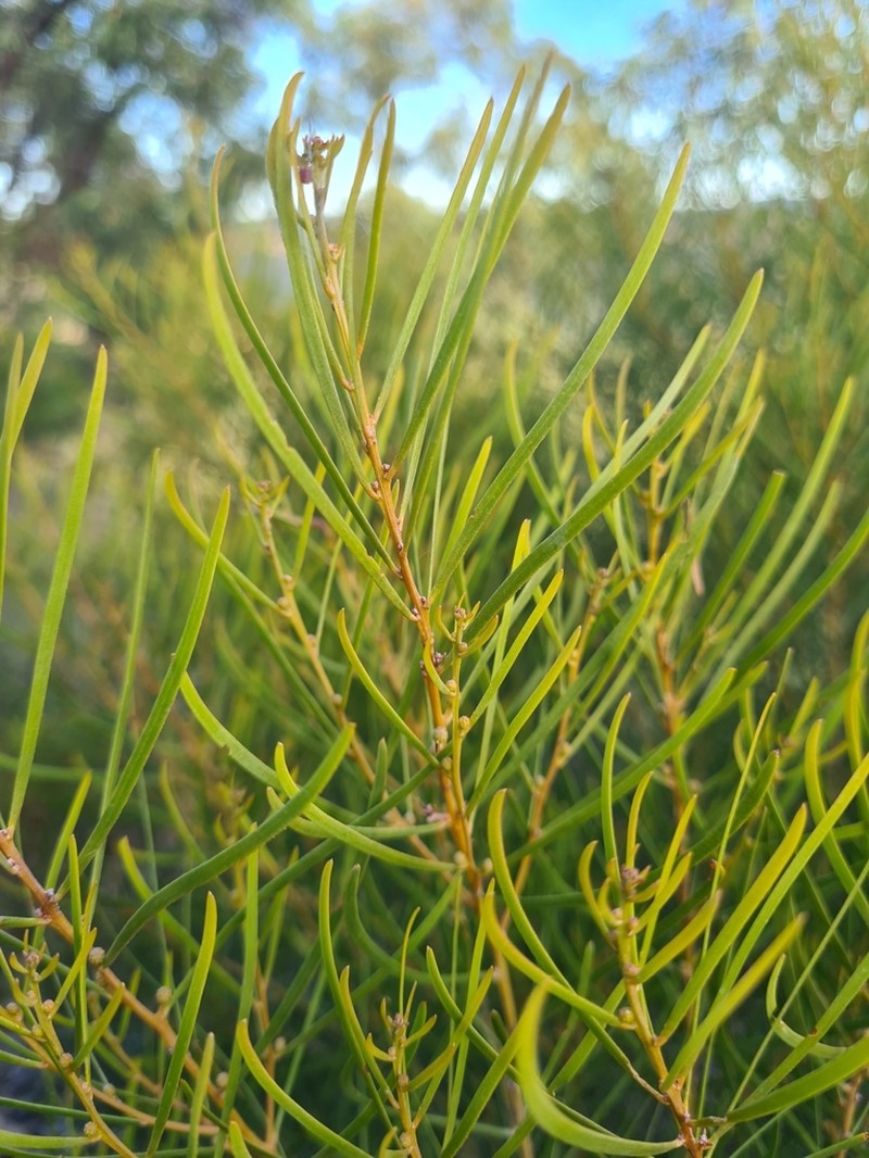 Acacia hockingsii photo 3