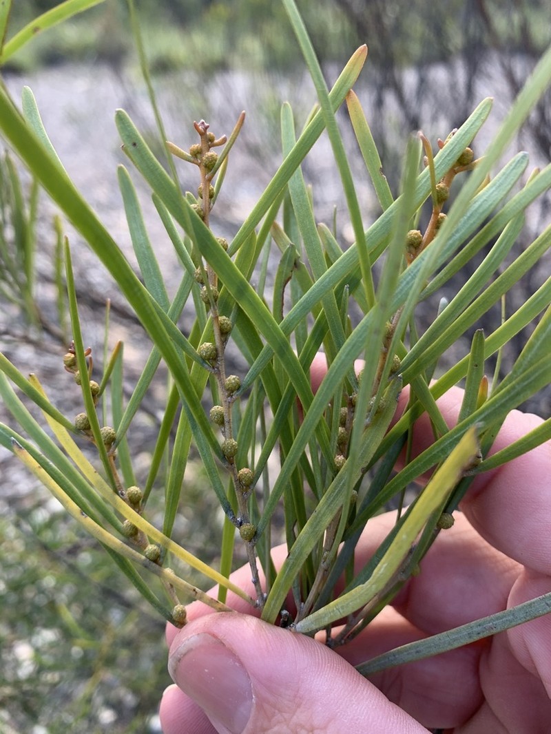 Acacia hockingsii photo 4