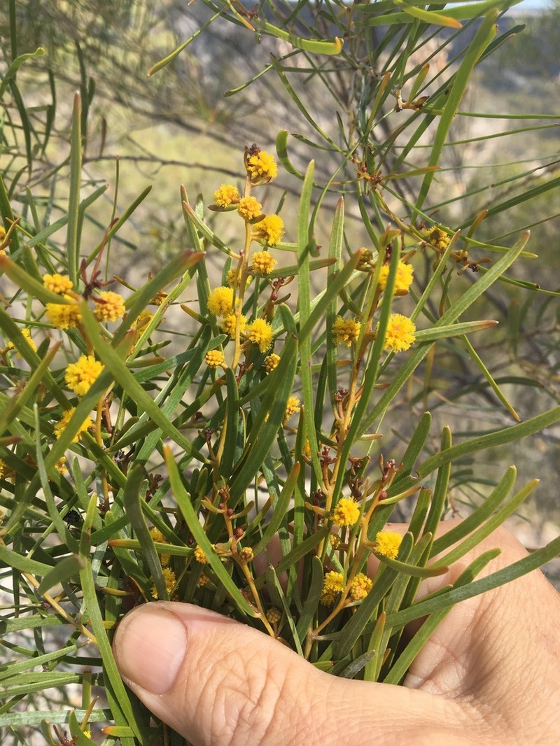 Acacia hockingsii photo 5