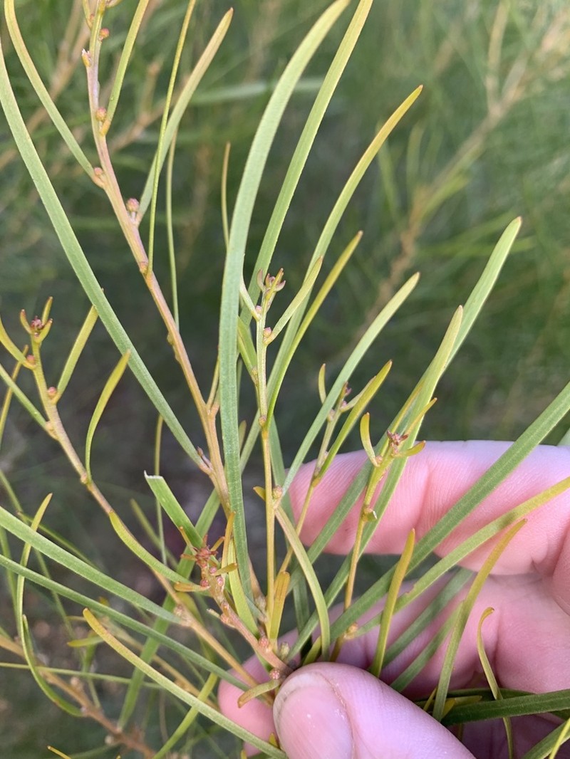Acacia hockingsii photo 6