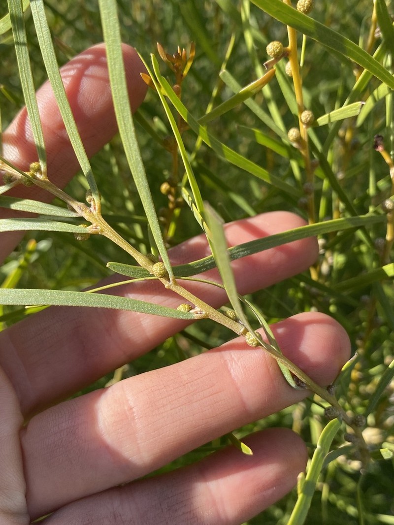 Acacia hockingsii photo 7