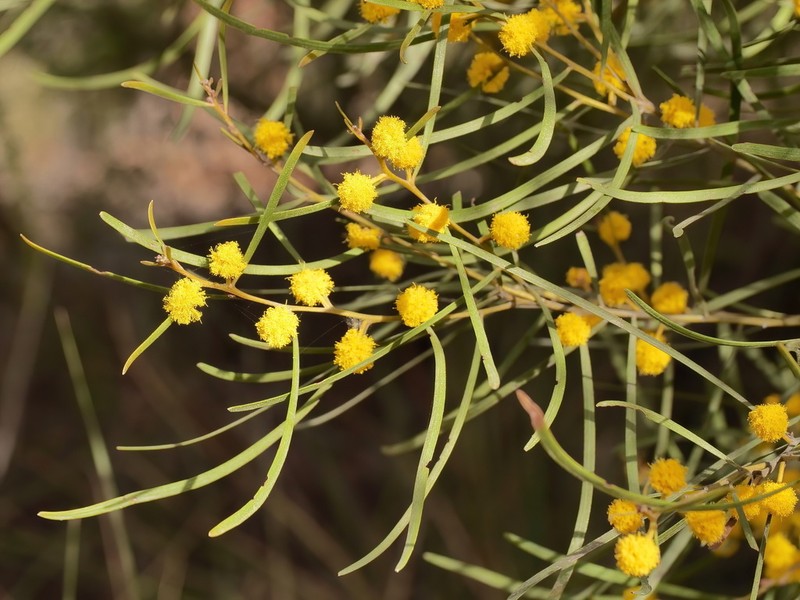 Acacia hockingsii photo 8