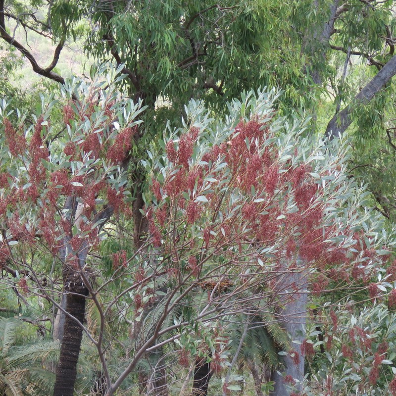 Candelabra Wattle photo 4