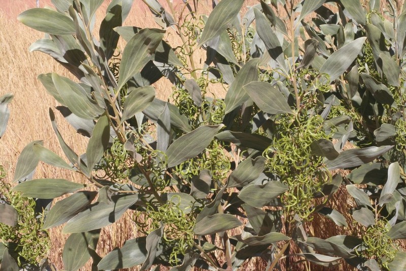 Candelabra Wattle photo 6