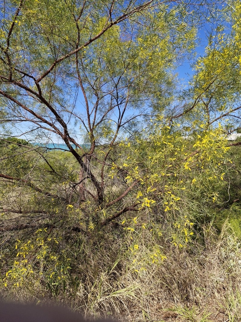 Candelabra Wattle photo 7