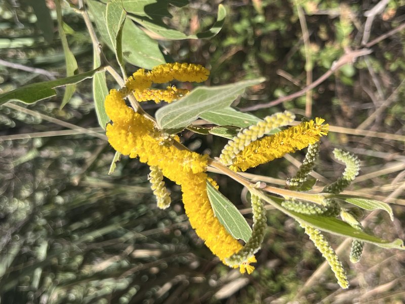 Candelabra Wattle