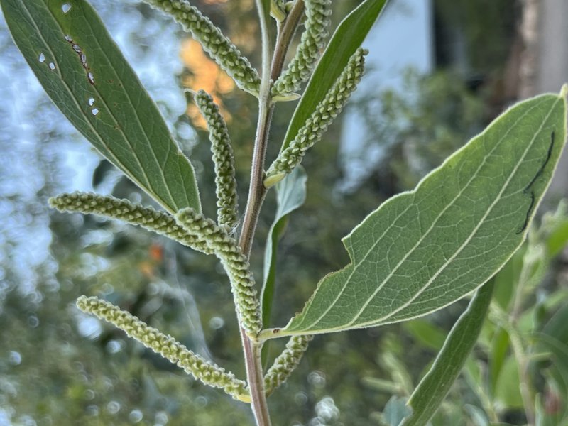 Candelabra Wattle photo 2