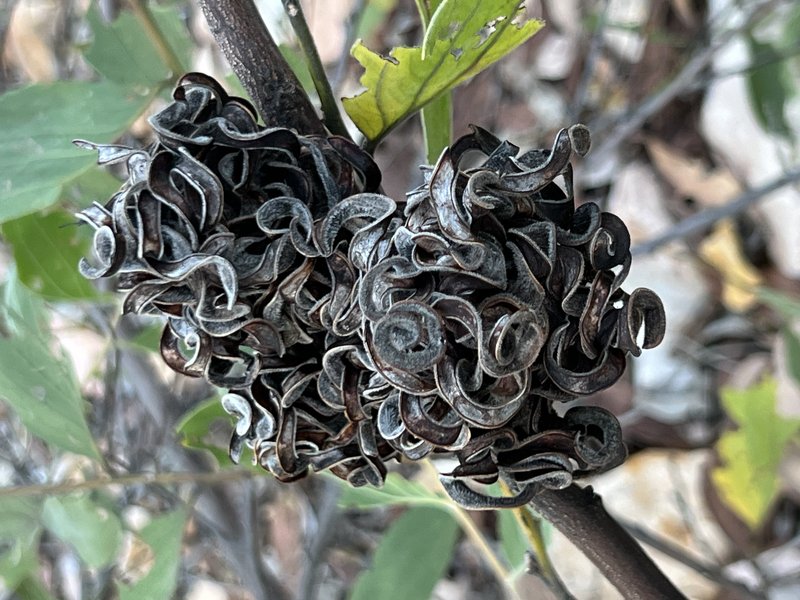 Candelabra Wattle photo 3