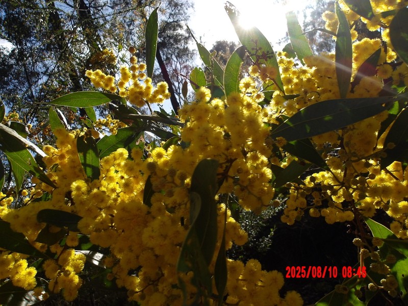 Acacia holotricha photo 2