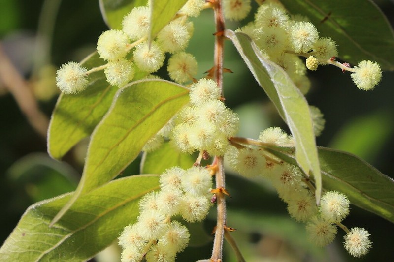 Acacia holotricha photo 3