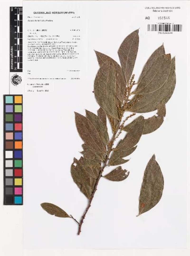 Acacia holotricha photo 4