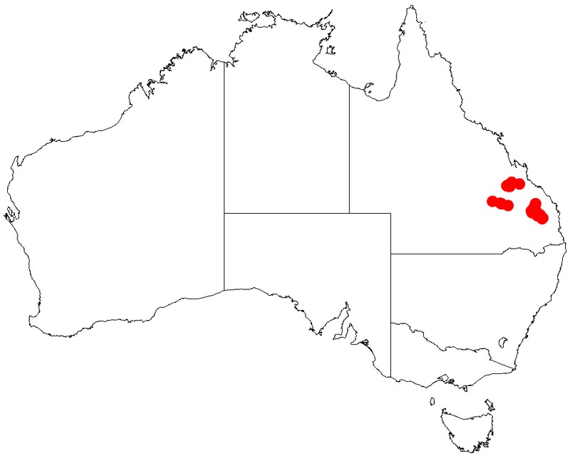 Acacia holotricha