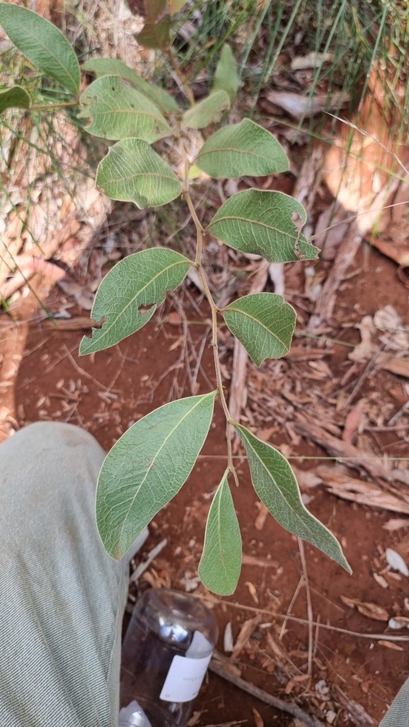 Acacia holotricha photo 2