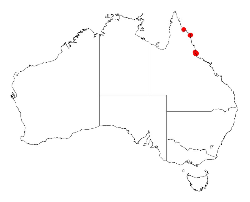 Acacia homaloclada