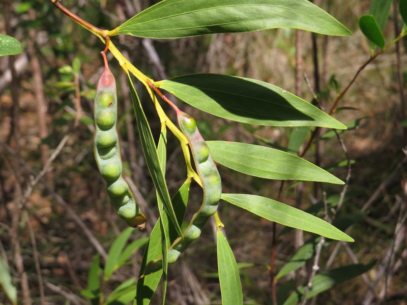 Acacia homaloclada photo 2