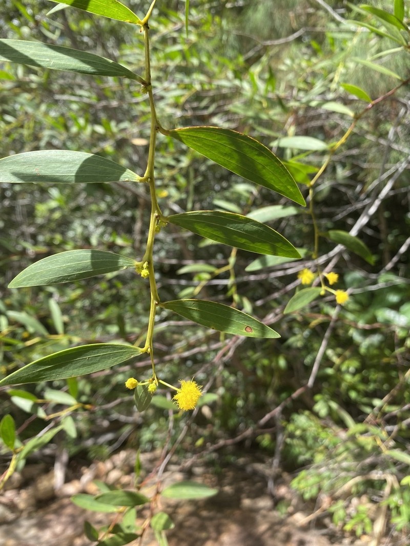 Acacia homaloclada photo 3