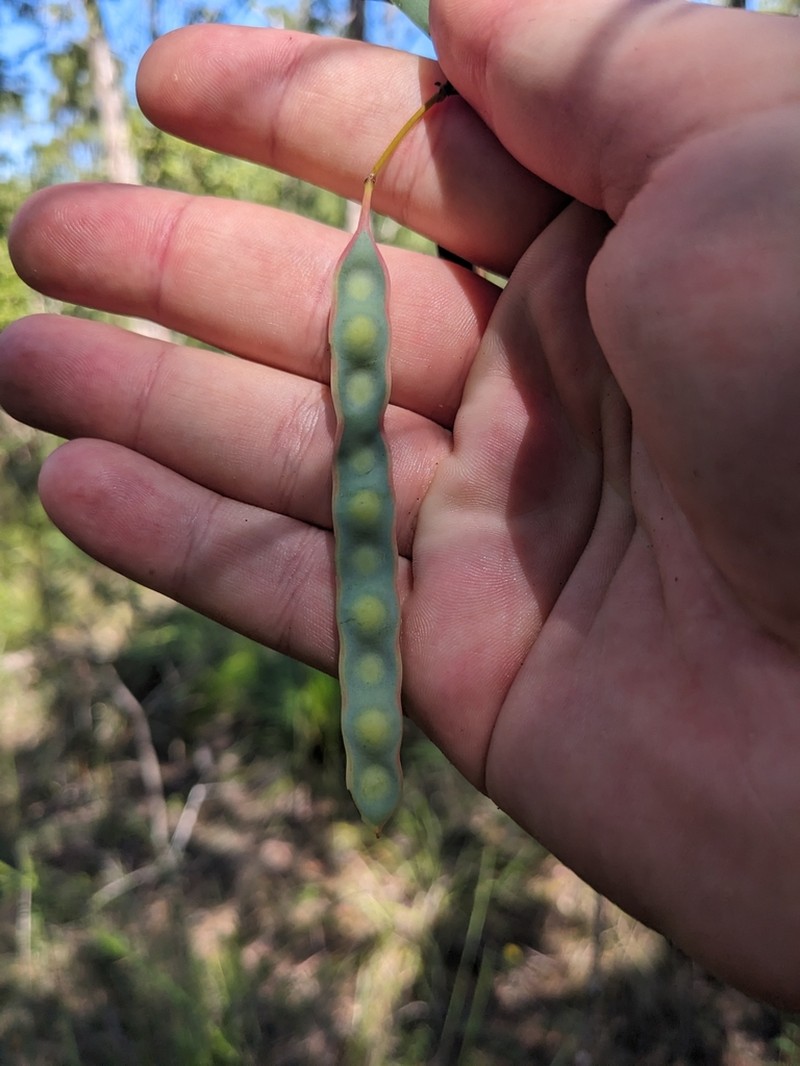 Acacia homaloclada photo 4