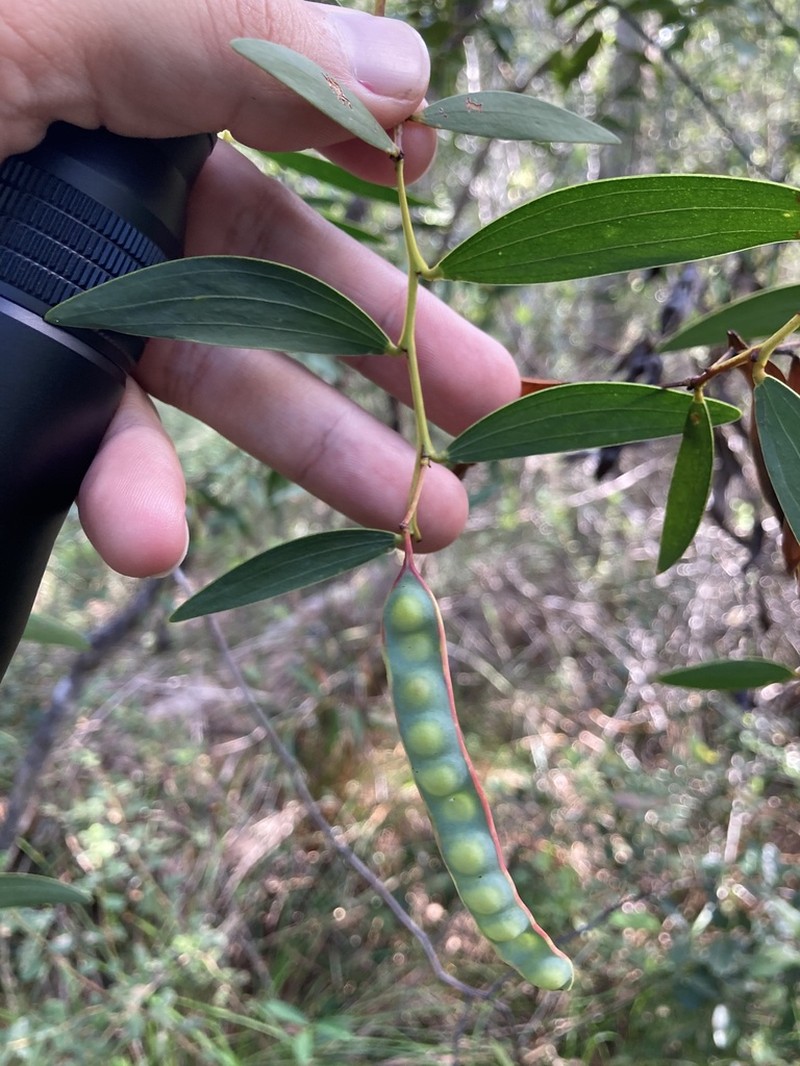 Acacia homaloclada photo 5