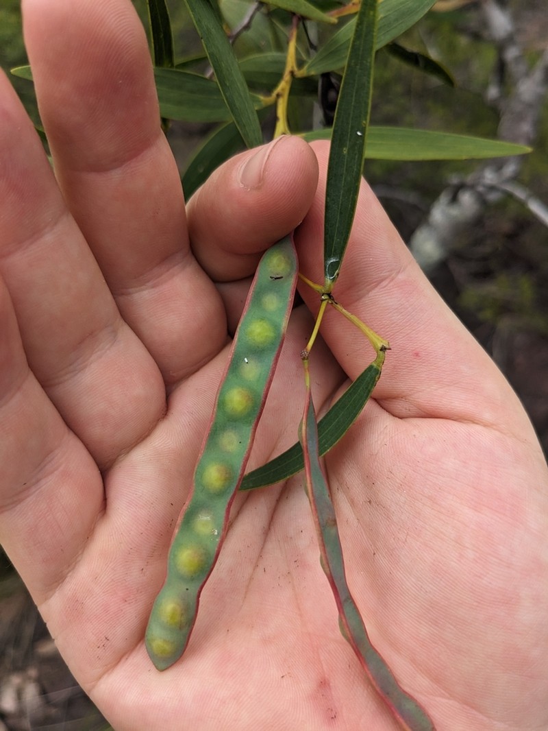 Acacia homaloclada photo 6