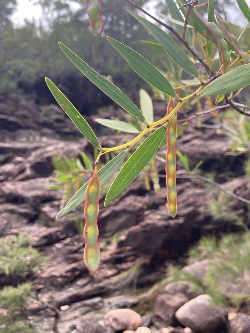 Acacia homaloclada photo 7