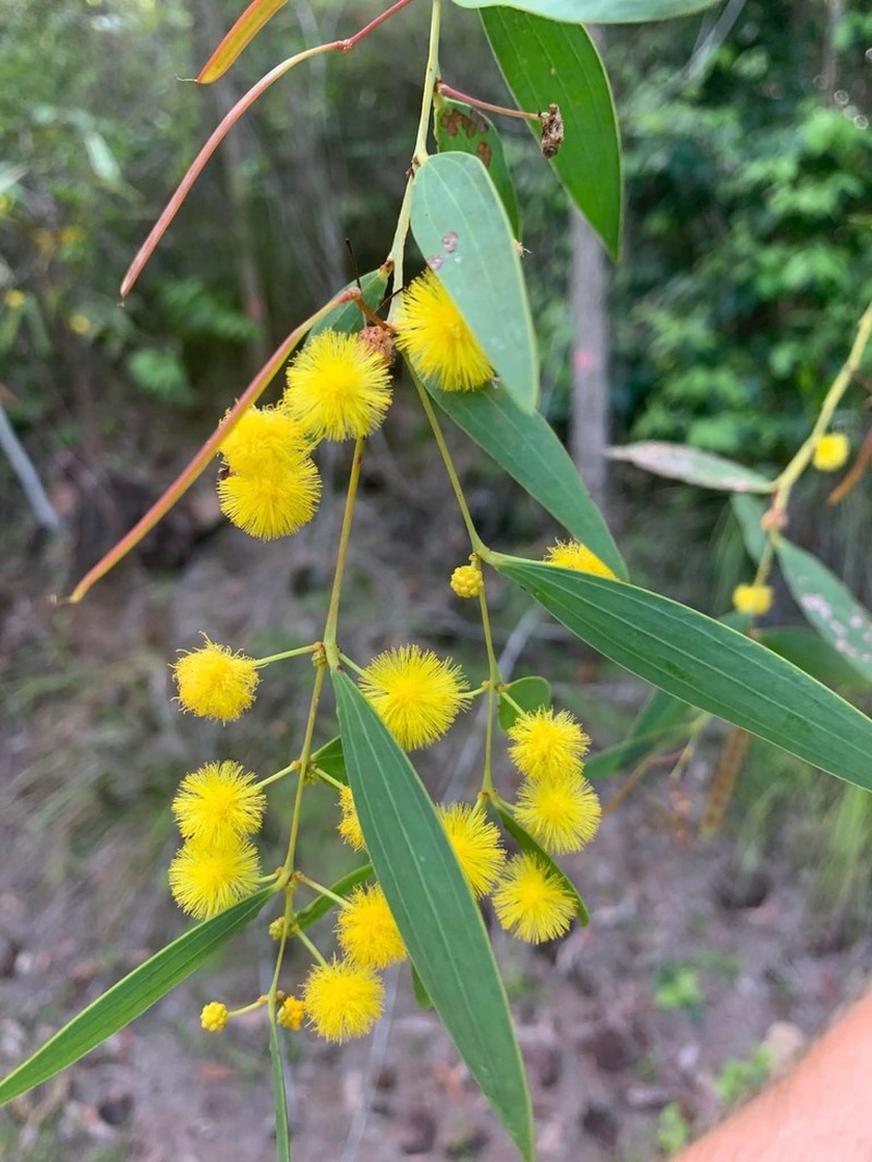 Acacia homaloclada photo 8
