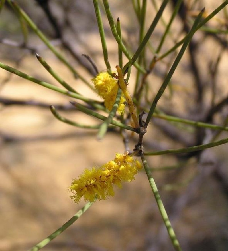 Acacia hopperiana photo 4