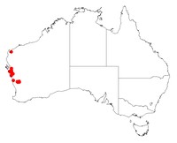 Acacia hopperiana