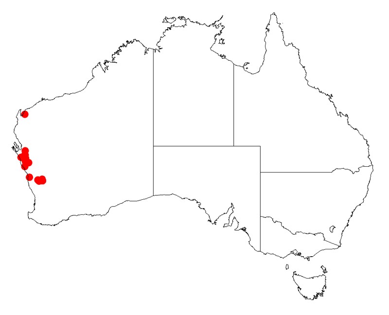 Acacia hopperiana