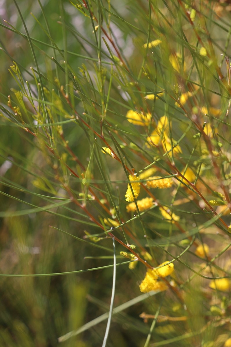 Acacia hopperiana photo 2