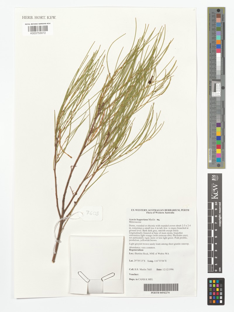Acacia hopperiana photo 3
