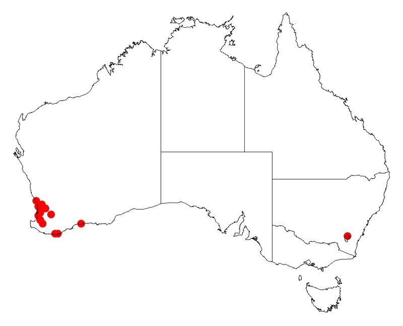 Acacia horridula
