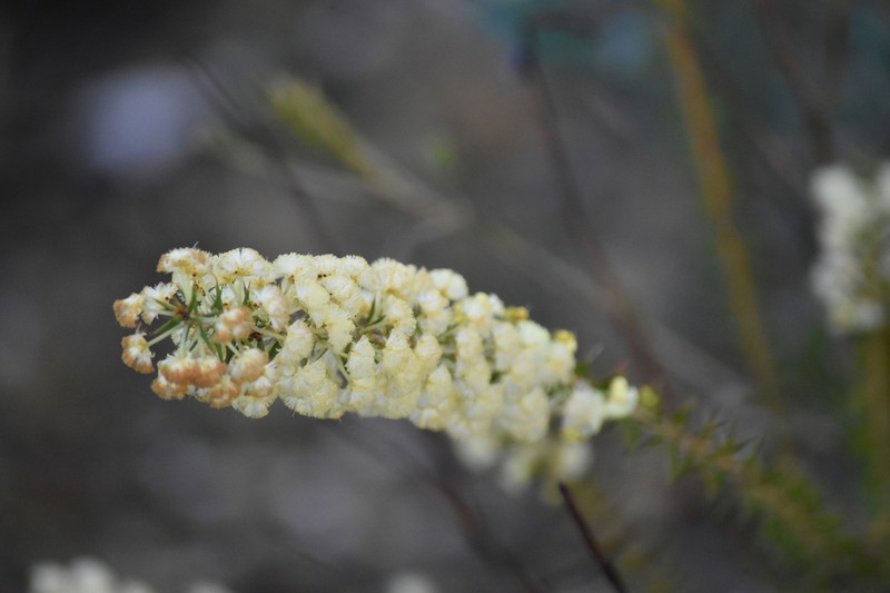 Acacia horridula photo 2
