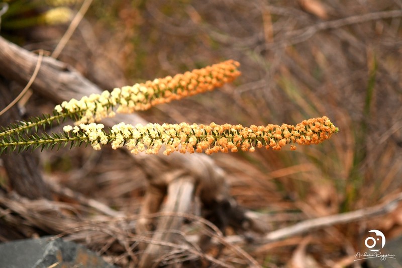 Acacia horridula photo 3