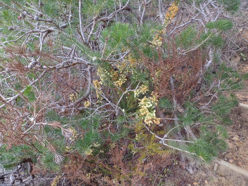 Acacia horridula photo 4