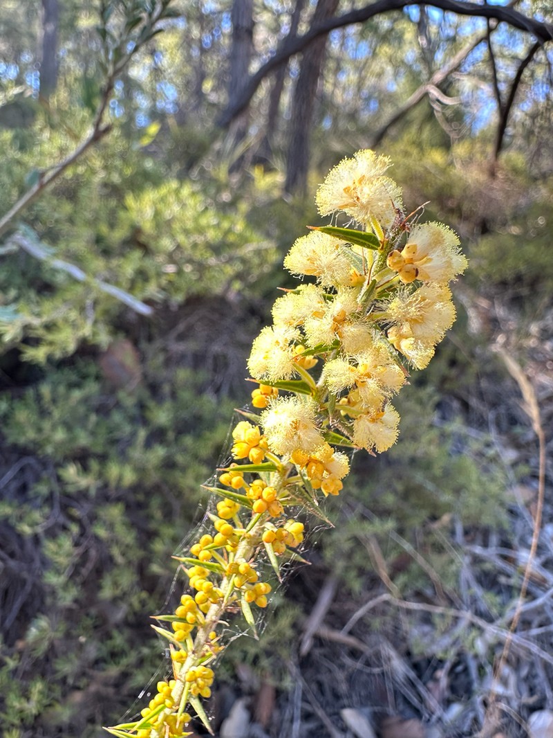 Acacia horridula photo 5